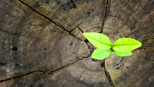 Junger-Trieb-aus-Stab-83900723-FO-sapgreen