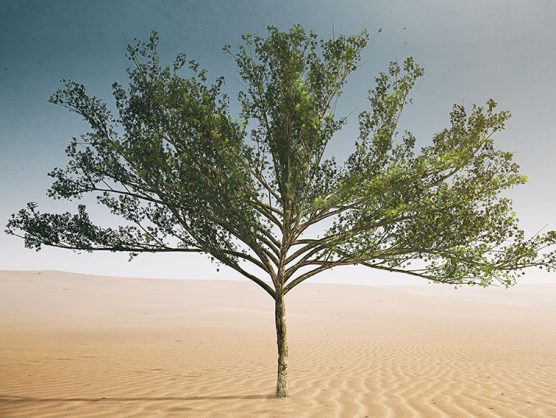 Baum in Wüste