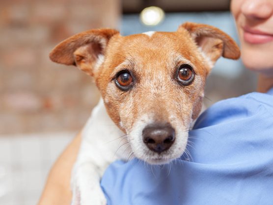 Hund auf Arm von Tierärztin