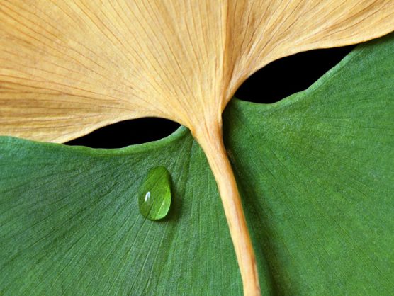Wassertropfen auf zwei Ginkgoblättern, die ein Gesicht formen