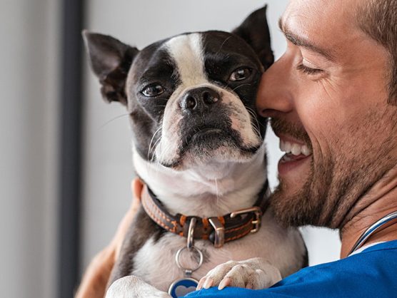 Tierarzt hält Hund auf Arm