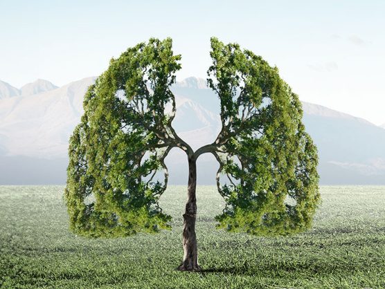 Baum in Form einer Lunge