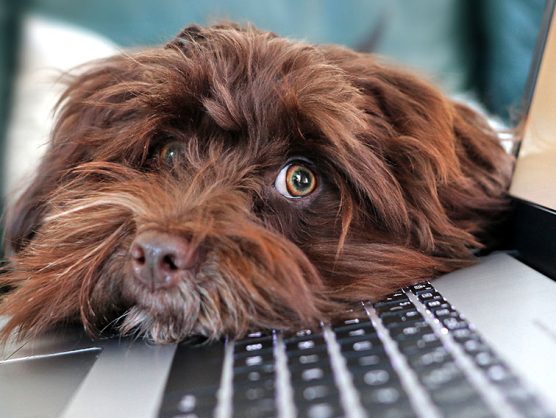 Hund liegt auf Laptop