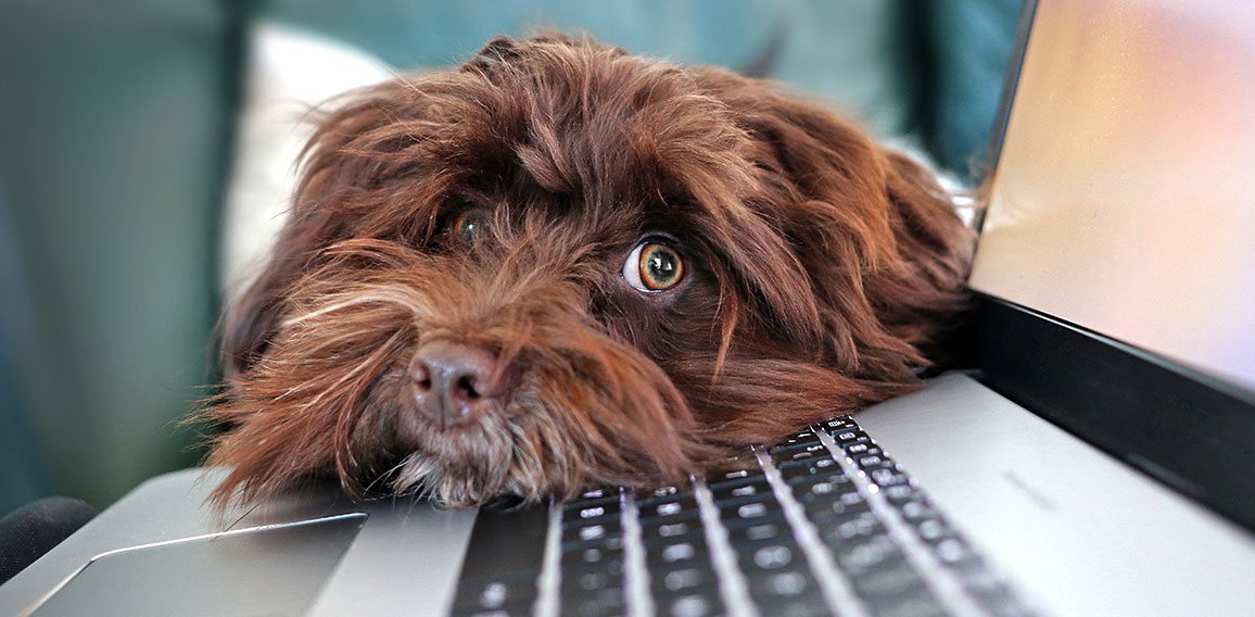 Hund liegt auf Laptop