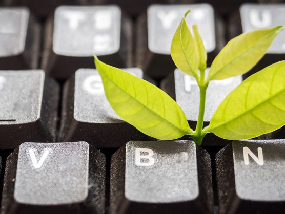 Pflanze wächst aus Tastatur