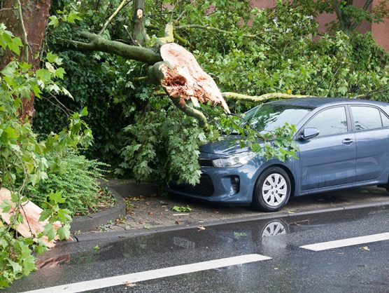 Umgestürzter Baum auf Auto