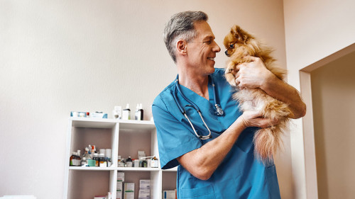 My best part of work! Middle aged positive vet in work uniform talking with small ginger dog while standing at veterinary clinic