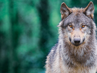 2024-08-02-wolfsangriffe_R+V_Stock