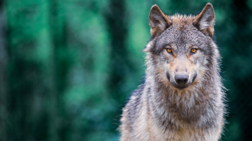 2024-08-02-wolfsangriffe_R+V_Stock