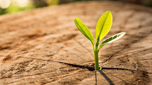 Trieb-aus-Baumstumpf-136069090-FO-hakinmhan