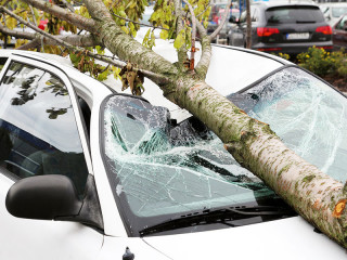 Baum-auf-Auto-58292283-FO-santiago-silver