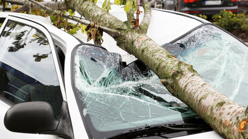 Baum-auf-Auto-58292283-FO-santiago-silver