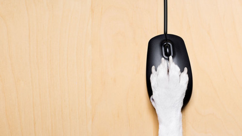 Pfote-auf-Maus-133721673-FO-Javier-brosch