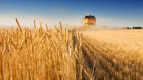 Feld-Maehdrescher-4027779-FO-Sly