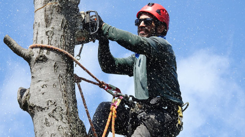 Holzfaeller-3459415-PB-kristasheppard