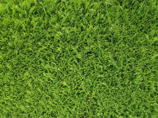 Thujen-1487722-PB-rkit