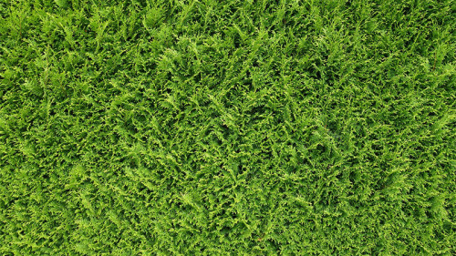 Thujen-1487722-PB-rkit