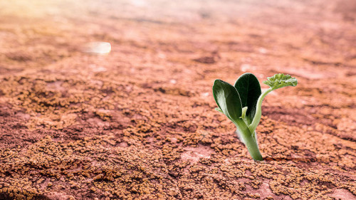 Junger-Trieb-222730965-FO-Sergey-Nivens