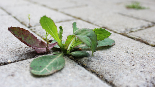 Unkraut-Gehweg-2525923-PB-Zenbunny