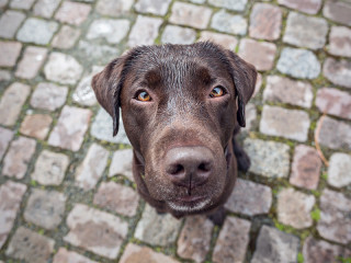 Hund-108883675-FO-photoschmidt