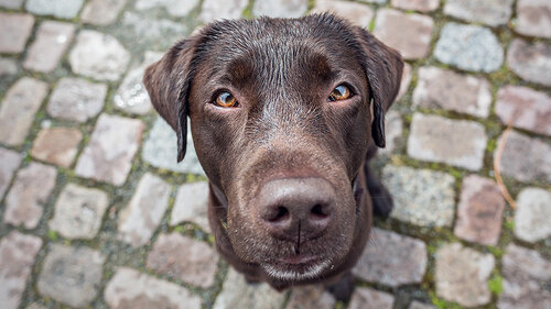 Hund-108883675-FO-photoschmidt