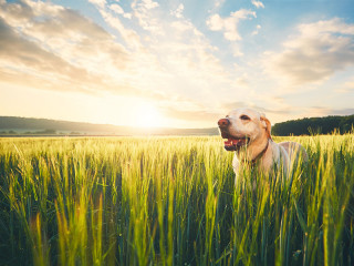 Hund-in-Feld-159481529-FO-chalabala