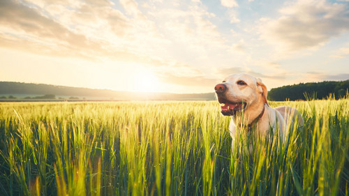 Hund-in-Feld-159481529-FO-chalabala