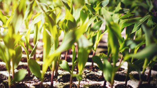 Junge-Pflanzen-196629757-FO-alphaspirit