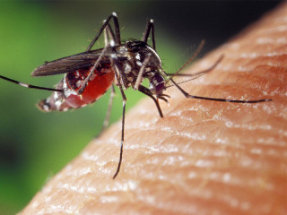 Stechmuecke-1332382-PB-FotoshopTofs