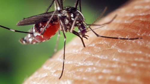 Stechmuecke-1332382-PB-FotoshopTofs