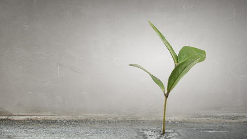 Junge-Pflanze--115771470-FO-Sergey-Nivens