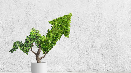 Pfeil-Pflanze-194117651-FO-robert