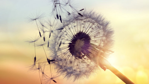 190625-Pusteblume-FO-111082134-Brian Jackson