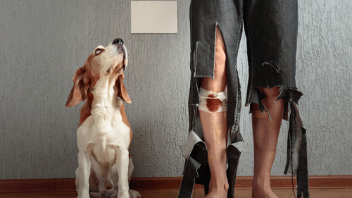 Hund-Anzugtraeger-210815347-FO-Igor-Normann