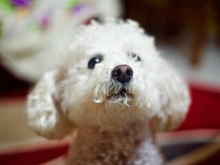 Hund-200128802-FO-albertoandaloro