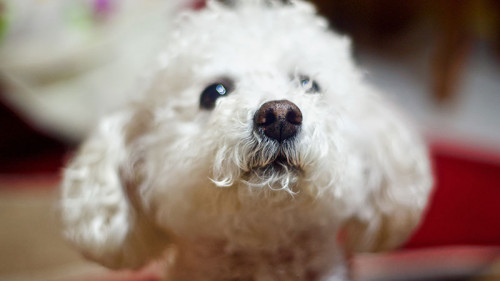 Hund-200128802-FO-albertoandaloro