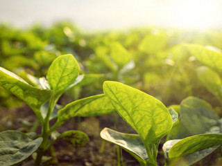 Pflanzen-213616183-FO-photoschmidt