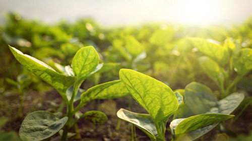 Pflanzen-213616183-FO-photoschmidt