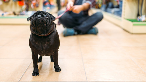 Hund-Herrchen-193786913-FO-Nomad-Soul