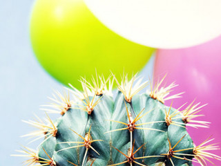 Kaktus-Luftballons-190749141-FO-isavira