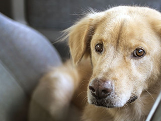 Hund-in-Auto-112973166-FO-Hinokami-Akira