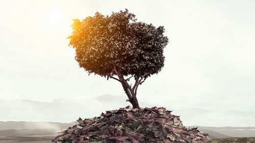 Baum-203907787-FO-Sergey-Nivens