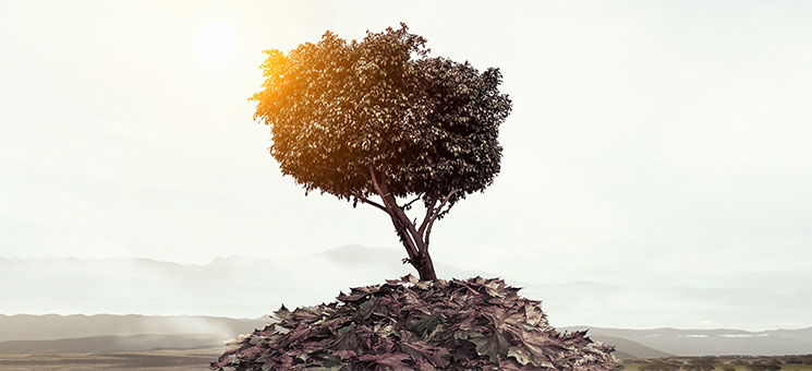 Baum-203907787-FO-Sergey-Nivens