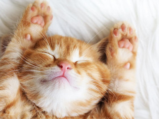 Junge-Katze-74159556-AS-Alena-Ozerova