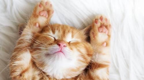 Junge-Katze-74159556-AS-Alena-Ozerova