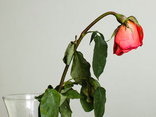 Welke-Blume-in-Vase-84081658-AS-zamury