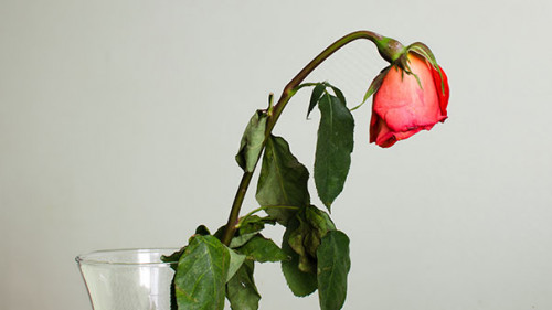 Welke-Blume-in-Vase-84081658-AS-zamury