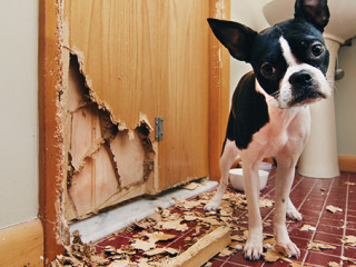 Hund-zerstoert-Tuer-134798768-AS-Rodney