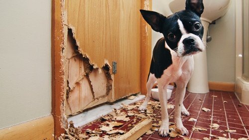 Hund-zerstoert-Tuer-134798768-AS-Rodney