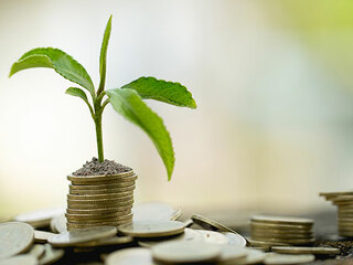 Plfanze-auf-Muenzstapel-290413732-AS-Kanjana